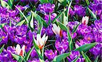 Beautiful purple crocuses and several white-red tulips (macro) in the spring time. Nature background.