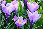 Beautiful purple crocuses (macro) in the spring time. Nature background.