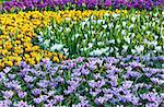 Beautiful purple, yellow and white crocuses (macro) in the spring time. Nature background.