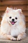 Studio portrait Pomeranian dog on a background wooden wall