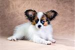 Portrait of a cute little puppy Papillon