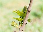 Summer or spring season background with vine leaves in the vineyard