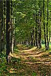 straight path in a dense forest