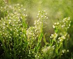 Small, beautiful, spring plants with morning dew and sun