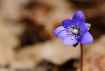 Small, beautiful, spring flower with morning dew and sun