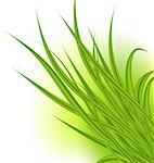 Illustration green grass isolated on white background - vector