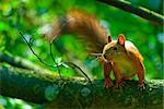 mischievous red squirrel on a tree branch