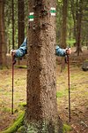 A tourist with nordic walking sticks standing behind a tree