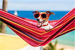 dog relaxing on a fancy red  hammock with sunglasses