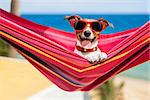 dog relaxing on a fancy red  hammock with sunglasses