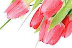 Beauty Spring Magenta Tulips with Leafs, Green Grass and Water Drops isolated on white background
