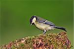 Photo of juvenile great tit on a branch