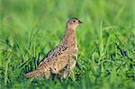 Photo of female pheasant in a grass