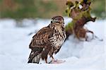 Photo of common buzzard in winter feeding