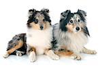 portrait of a purebred shetland puppy and adult in front of white background