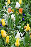 Beautiful varicolored tulips  in the spring time. Nature many-colored background.