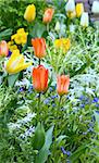 Beautiful varicolored tulips  in the spring time. Nature many-coloured background.