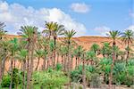 Image of oasis Al Haway in Oman with green palms and plants, sand dune and blue sky