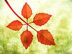 Branch of bright red autumn leaves on grunge background.
