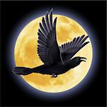 Black crow fly on the background of a full moon night