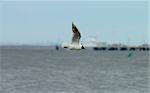 Seagull in Flight on Sky, Sea and Port background