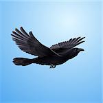 Black crow precipitously flying on the blue background