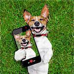 super funny face dog lying on back on green grass and laughing out loud taking a selfie