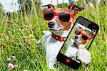 dog in grass taking a selfie looking so cool