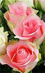 Bunch of Beaty Pink Roses closeup