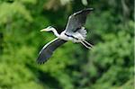 Close-up of a landing Grey Heron (Ardea cinerea) in spring, Bavaria, Germany