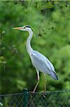 Close-up of a Grey Heron (Ardea cinerea) on a fence in spring, Bavaria, Germany