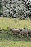 Close-up of a herd of house-sheep (Ovis aries) in a fruit tree grove in spring, Bavaria, Germany