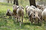 Close-up of a herd of house-sheep (Ovis aries) grazing in a fruit tree grove in spring, Bavaria, Germany