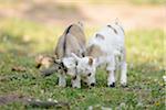 Close-up of two domestic goat (Capra aegagrus hircus) kids, grazing in a meadow in spring, Bavaria, Germany