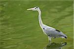 Close-up of a Grey Heron (Ardea cinerea) standing in the water in spring, Bavaria, Germany