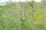 Grey Heron (Ardea cinerea) on a tree in spring, Bavaria, Germany