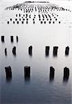 Wooden posts from old docks on the Hudson River at high tide, New York City, New York, USA