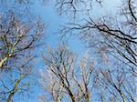 Looking up at Bare Trees in Spring, North Rhine-Westphalia, Germany