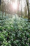 Snowdrops in sunlit forest