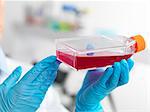 Hands of cell biologist holding a flask containing stem cells, cultivated in red growth medium, to investigate disease