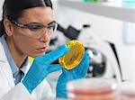 Female scientist viewing cultures growing in petri dishes with a biohazard tape on in a microbiology lab