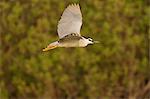 Night Heron (Black-crowned) Nicticorax nycticorax, Danube Delta, Romania