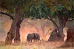 Elephants - Loxodonta africana - in Acacia and Sausage Tree woodlands at dawn, Mana Pools National Park, Zimbabwe