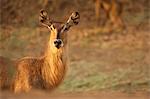 Waterbuck (female) - Kobus ellipsiprymnus, Mana Pools National Park, Zimbabwe