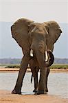 Elephant bull - Loxodonta africana - spraying sand by Zambezi River, Mana Pools National Park, Zimbabwe