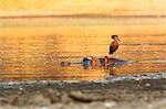 Hamerkop - Scopus umbretta - standing on hippo, Mana Pools National Park, Zimbabwe