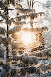 Sun shining through snow-covered trees