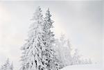 Snow covered trees