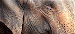 Close up of a adult elephant's (Elephantidae) head and crinkled skin, Pinnewala Elephant Orphanage, Sri Lanka, Asia