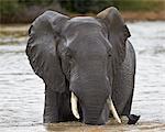 African Elephant (Loxodonta africana), Kruger National Park, South Africa, Africa